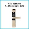 YDM 7116 A_Champagne Gold