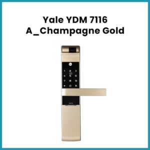 YDM 7116 A_Champagne Gold